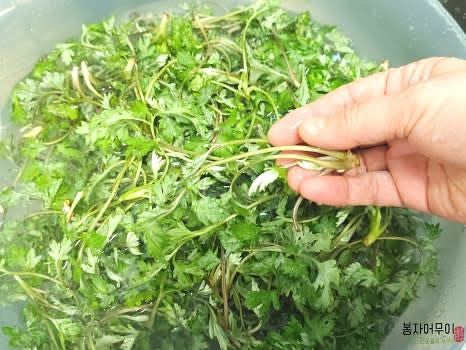 쑥을 깨끗이 세척하세요. 노지에서 채취한 쑥이라 이물질과 흙이 많을 수 있으니 흐르는 물에 여러 번 헹군 후 채반에 물기를 털어줍니다.