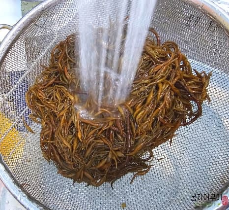 염분이 제거된 톳을 여러 번 헹구어 물기를 완전히 빼줍니다.