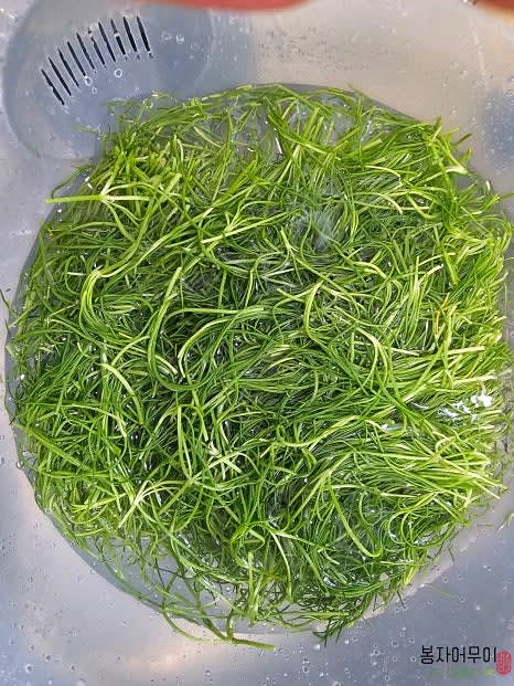 세발나물을 흐르는 물에 여러 번 헹구어 깨끗하게 씻은 후 물기를 채반에 받쳐 제거합니다.