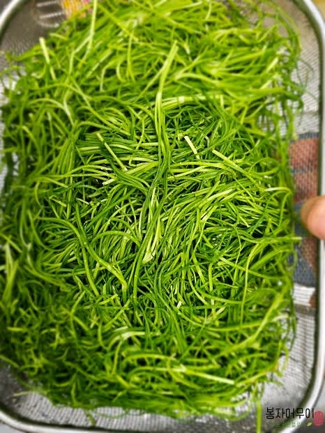 식초를 탄 물에 잠시 담가두어 세발나물에 있을지 모를 이물질을 제거한 뒤, 다시 흐르는 물로 헹구어 물기를 제거합니다.