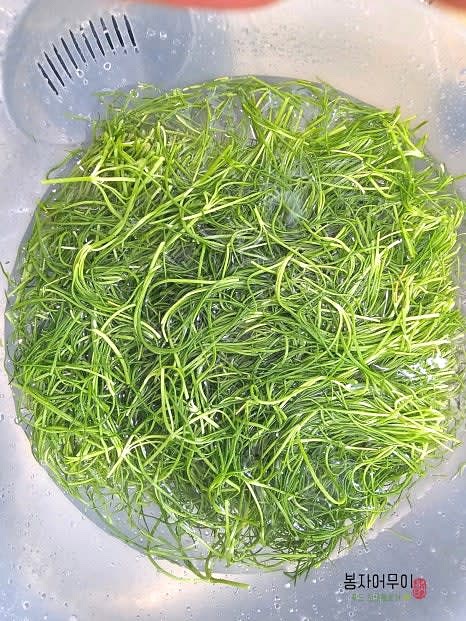 세발나물을 흐르는 물에 깨끗이 씻은 후, 식초물에 담갔다가 다시 헹구어 물기를 제거합니다.