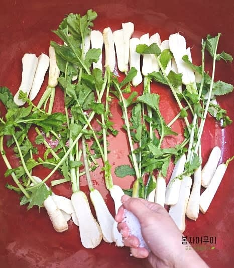 알타리를 깨끗하게 세척한 뒤, 적당한 크기로 잘라 준비합니다.