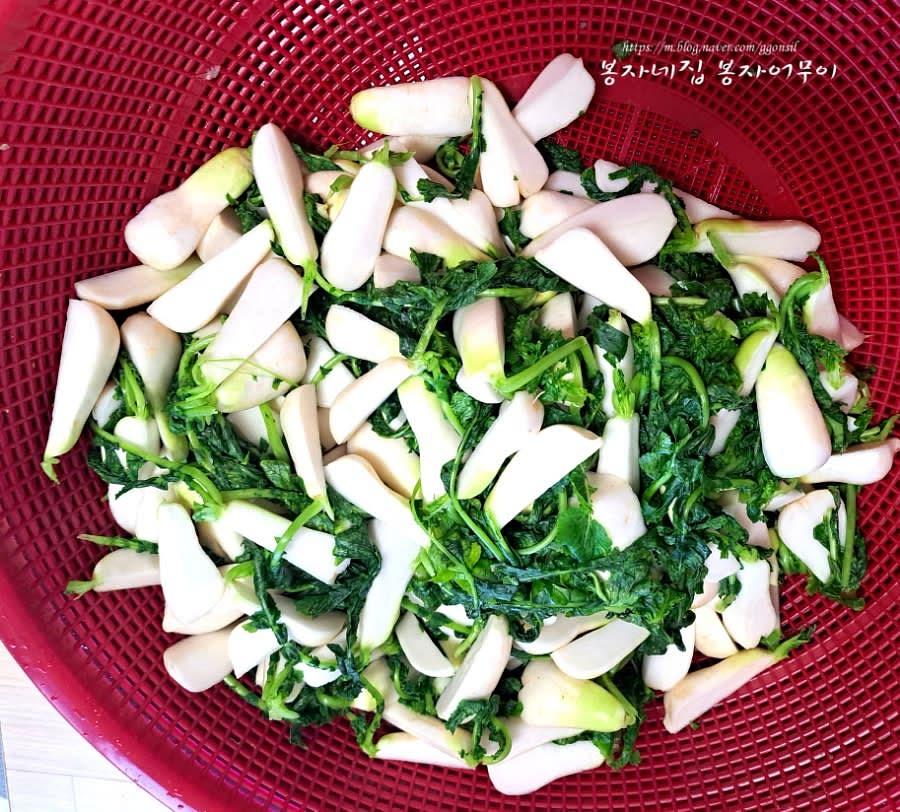 절여진 알타리를 3번 이상 깨끗이 씻고, 체반에 담아 물기를 뺍니다.