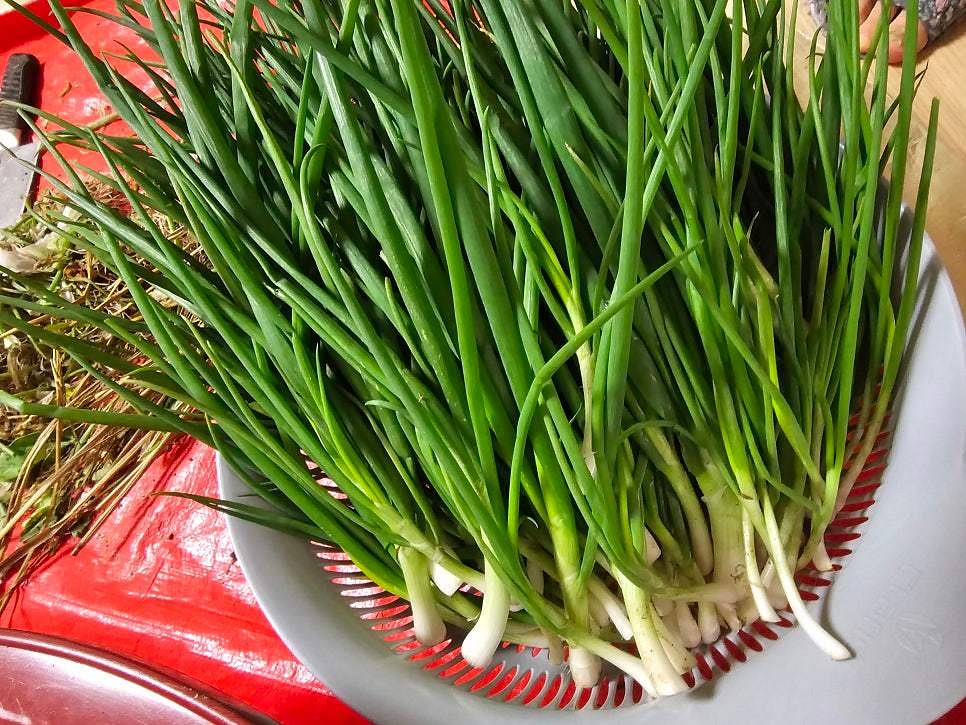 세척한 쪽파의 물기를 제거하고 채반에 반쯤 말립니다.