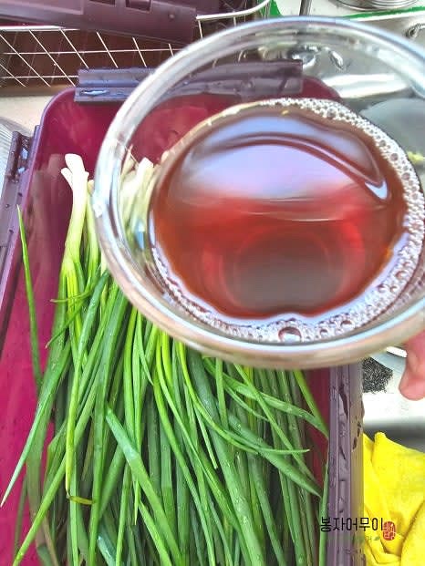 물빠진 쪽파에 액젓을 줄기 부분에 뿌려주세요. 30분 가량 절여주는데 중간에 아래위를 뒤집어서 골고루 양념이 스며들도록 합니다. 30분 후 숨이 죽으면 파의 흰 줄기 부분부터 살살 양념을 발라주세요.