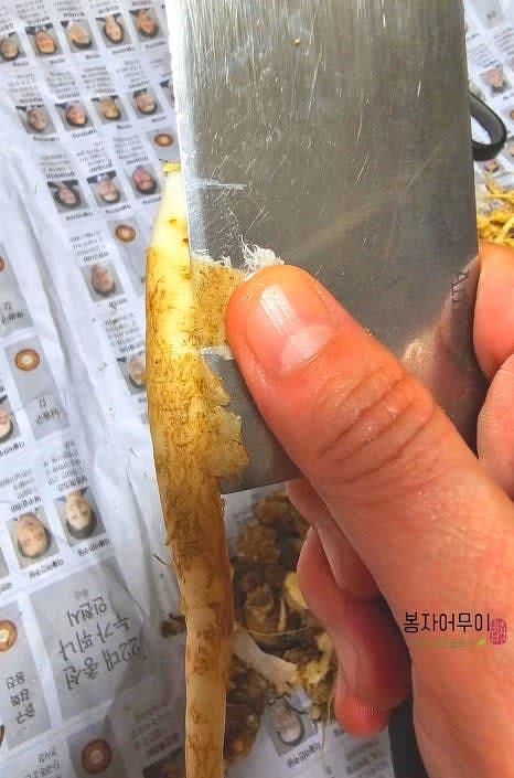도라지의 껍질을 벗기고 깨끗이 씻습니다. 몸통과 잔뿌리를 분리한 후, 몸통은 사용하고 잔뿌리는 다른 요리에 활용합니다.