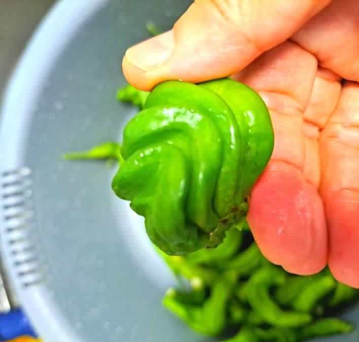 알감자가 익는 동안 꽈리고추를 준비하고 적당한 크기로 썰어주세요.