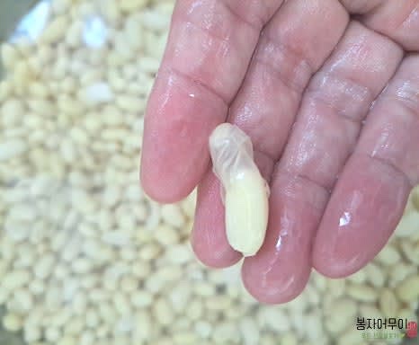 삶은 콩을 건져 찬물에 담가 식히고 껍질을 벗겨줍니다.