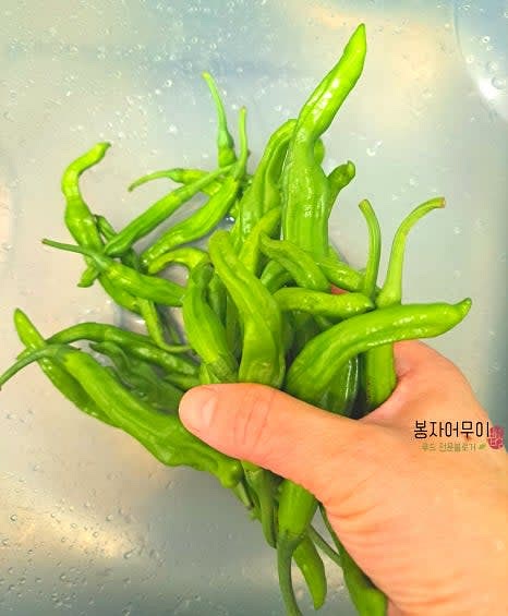 꽈리고추를 물에 깨끗이 씻어 헹구어 주세요.