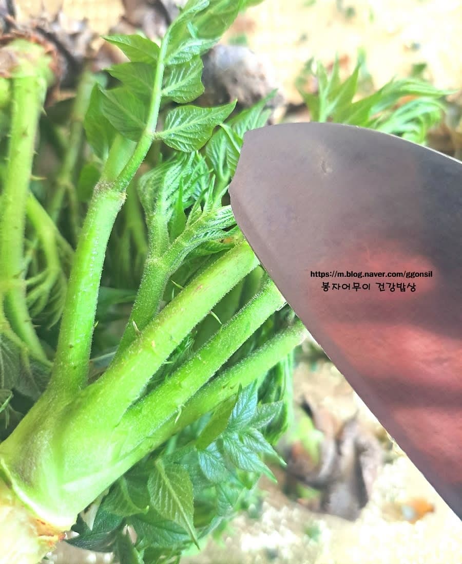 두릅 끝부분의 갈색을 제거하고 밑동은 칼로 베어줍니다. 두릅의 가시가 많을 경우 장갑을 착용하여 안전하게 손질합니다.