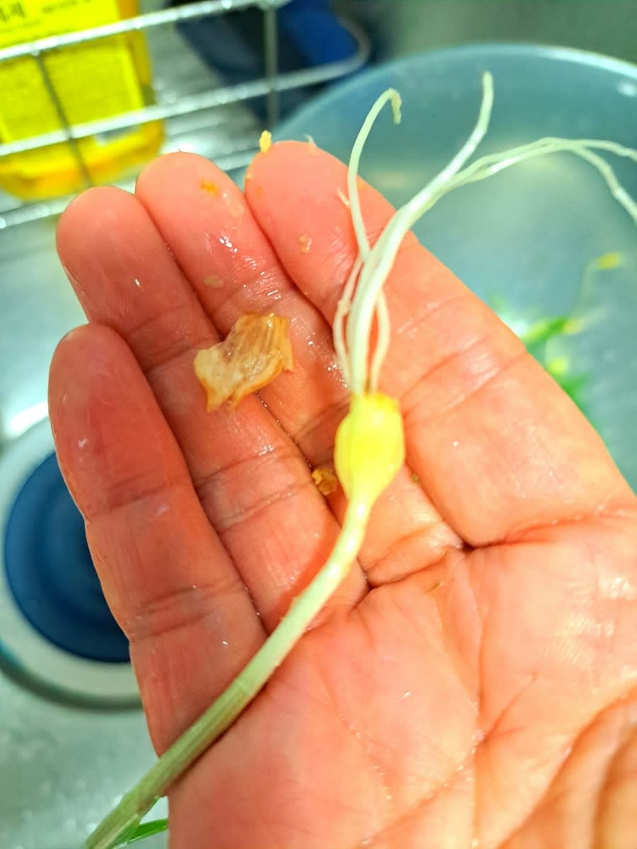 달래의 등근 부분에 흙을 손톱으로 긁어내고 손가락으로 비벼 깨끗이 씻어줍니다.