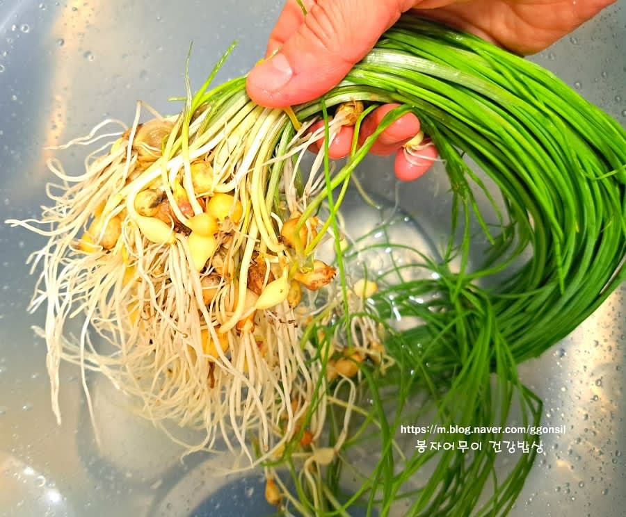 달래를 세척할 때 식초 1스푼을 물에 넣어 10분 정도 담가둡니다. 이후 흐르는 물에 깨끗이 씻어줍니다.