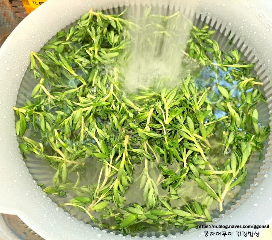 돈나물 300g에 세척용 식초 2스푼을 넣고 10분간 담가두고 흐르는 물에 3회 이상 깨끗이 씻습니다. 세척한 돈나물은 채반에 두고 물기를 제거해줍니다.