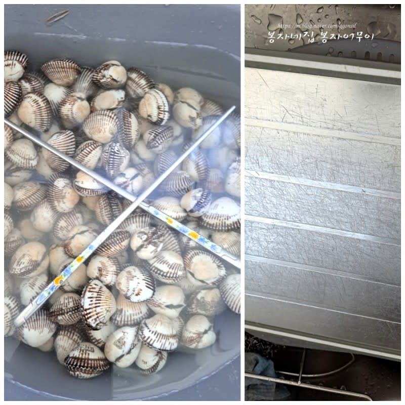 꼬막통에 쇠를 넣고 뚜껑을 덮어 시원한 곳에서 꼬막이 입을 벌리도록 둡니다. 해감이 잘 된 꼬막을 여러번 다시 씻어줍니다.