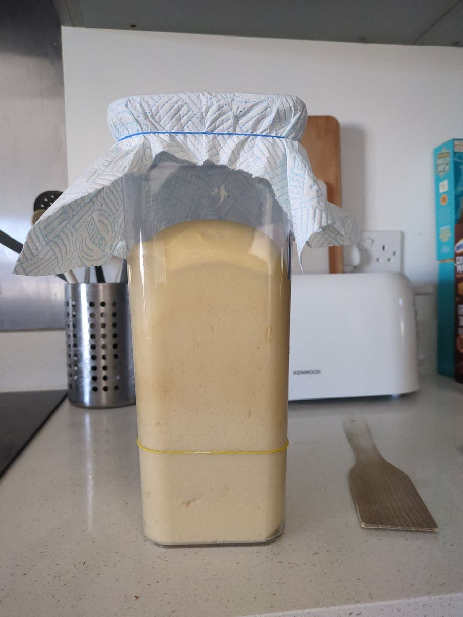 Imburrare leggermente il piano di lavoro in modo che l'impasto non appiccichi e imburrare un contenitore, possibilmente alto e stretto, in grado di contenere 3-4 volte il volume dell'impasto. Trasferire l'impasto sul piano e procedure con una serie di pieghe (senza pause) per dargli forza. Spostarlo quindi all'interno del contenitore imburrato e mettere a lievitare in un luogo umido e a temperatura controllata di 28-30° per circa 12 ore, o fino a che l'impasto è triplicato in volume. Il contenitore può essere coperto con un panno umido, un foglio di carta di casa o della pellicola forata per evitare che secchi. Non chiudere ermeticamente. Per creare l'ambiente ideale a casa si può utilizzare una combinazione di luce del forno accesa e pentolino con acqua calda, ma evitare di superare i 32°.