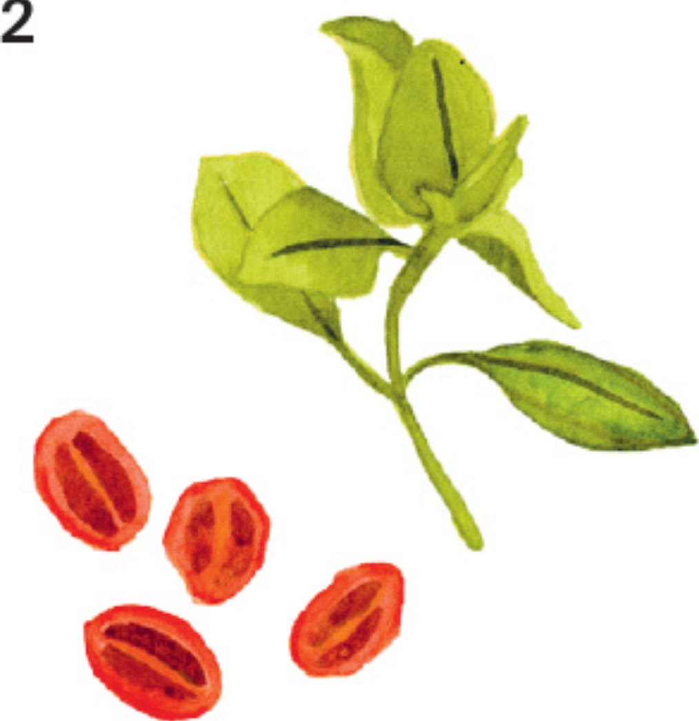 2Basil with sundried tomato