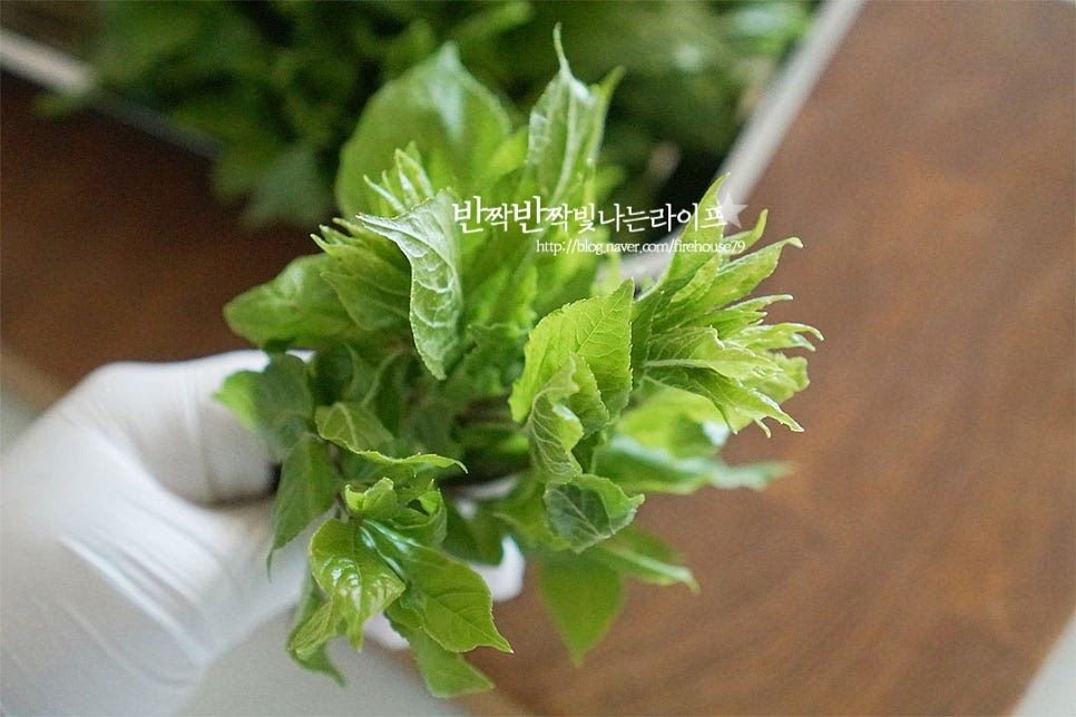 만져 보면 잎이 연하고 부드러워 살짝 데쳐서 무쳐먹음 맛이 좋습니다. 잎 아래 줄기 부분을 만져보고 단단하고 억센 부분을 잘라내어 먹기좋게 다듬어줍니다. 물에 식초 약간 희석하여 살짝 흔들어가며 세척해 줍니다. 서너 번 흔들어 깨끗하게 씻어 물기를 가볍게 털어줍니다.