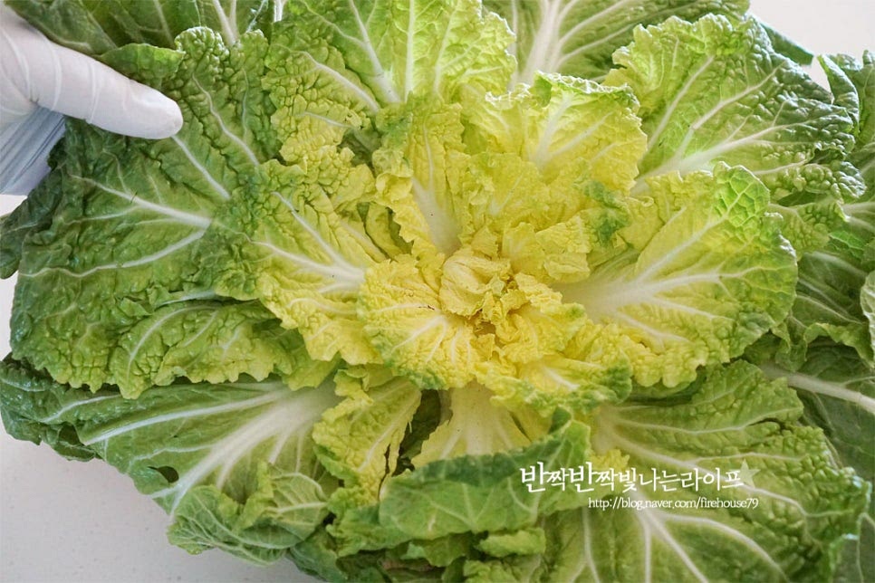 봄동은 속잎은 노란색으로 색이 연한 녹색이 좋으며 아삭하면서 고소하고 단맛이 있어 겉절이와 같은 요리에 잘 어울리는데요. 전이나 된장국을 만들어도 별미입니다. 먼저 펼쳐진 잎 사이사이 손질하여 한입에 먹기 좋게 잘라보도록 해요. 밑동을 중심으로 펼친 배춧잎을 오므려 줍니다. 그리고 밑동을 잘라내면 낱 잎으로 손쉽게 분리가 된답니다. 겉으로 보면 질길 것 같기도 하지만 먹어보면 연하고 아삭하여 먹을수록 맛이 좋습니다. 잎이 땅바닥에 붙어 자라기 때문에 사이사이 흙을 꼼꼼하게 씻어주는 것이 중요한데요. 흐르는 물에 한 장 한 장 씻어줍니다. 물기를 탈탈 털어내어 줍니다. 식감을 위해 자연스럽게 잘라주는데요. 한입에 집어먹기 좋은 크기로 줄기 부분을 중심으로 길고 어슷하게 잘라주면 줄기의 아삭함과 잎의 고소한 맛을 동시에 맛볼 수 있어요. 크기를 비슷하게 잘라줍니다. 달큰한 양파는 채 썰고, 쪽파는 길이를 맞추어 길게, 홍고추는 어슷하게 썰어줍니다. 그 외 무나 배, 대파 등을 곁들여도 좋습니다. 봄동 겉절이양념