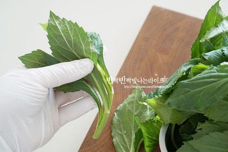 식감이 억세게 느껴질 수 있어 먼저 가볍게 손질해 줍니다. 질긴 잎이나 억센 줄기는 제거해 줍니다. 줄기 아랫부분의 억센 것을 제거하고 무른 잎을 떼어내어주었어요. 잠길 정도로 넉넉한 크기의 볼에 물을 붓고 푹 담가 살짝 흔들어 씻어줍니다. 흙이나 이물질을 꼼꼼하게 세척해 주세요.