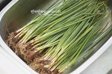 주재료인 쪽파는 너무 굵지 않으면서 적당하게 얇은 것이 연하게 맛볼 수 있습니다. 손질된 것을 준비해도 좋고 뿌리째 손질해도 좋습니다. 뿌리 부분은 잘라내어준 뒤 줄기를 따라 겉껍질을 제거해주면 됩니다. 누런잎이나 시든 것은 다듬어 제거해 손질해줍니다. 사이사이 흙이 묻어나니 물에 잠길 정도로 담가 살짝 흔들어준 뒤 흐르는 물에 꼼꼼하게 세척해 물기를 털어줍니다.