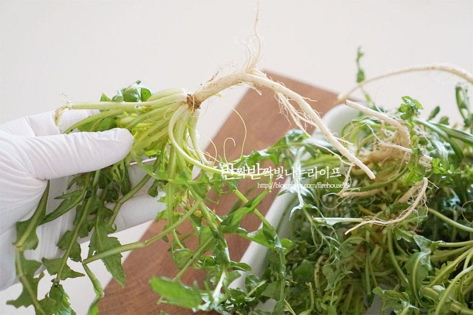 냉이는 다듬어 손질 한 뒤 본연의 향긋함이 날아가지 않게 데치는 기본 과정도 중요한데요. 뿌리가 흰색으로 길며 진초록과 검붉은빛을 띠는 것이 향이 좋습니다. 뿌리 부분에 흙이 꽤 많기 때문에 깨끗하게 다듬어줍니다. 사이사이 누런 잎은 떼어내어주고요. 뿌리와 줄기를 연결하는 부분을 칼로 살살 긁어내어주고 굵은 뿌리는 반으로 쪼개어줍니다. 찬물에 살살 흔들어 씻어줍니다. 이때 너무 오래 씻으면 풋내가 날 수 있으니 살살 흔들어 흙먼지를 털어가며 세척해요.