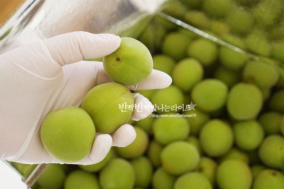 명인 홍쌍리 매실청 담그기는 유명한 레시피이다 보니 매년 많은 분들이 따라 만드실 텐데요. 세척부터 숙성까지 알아보도록 해요. 매실은 한 손에 세 개가 쥐어질 정도로 큼직한 것이 향이 진하게 우러나며 6월 6일부터 6월 25일 사이에 수확한 것이 청을 담그기 좋다고 해요. 넉넉하게 담기는 큰 볼에 담고 잠길 정도로 물을 붓고 식초를 약간 희석한 뒤 상처가 생기지 않도록 살랑살랑 흔들어가며 씻어줍니다. 흐르는 물에 꼼꼼하게 씻어줍니다. 세척 후 체에 밭쳐서 햇볕이 강하지 않은 곳에서 3시간 이내로 건조해 줍니다. 만드는 과정에서 물기 제거가 잘되지 않아 수분이 들어가면 곰팡이가 생길 수 있는데요. 만약 흰 곰팡이가 생겼다면 과육은 걷어내고 매실청을 끓인 후 식혀 부어주면 된다고 해요.