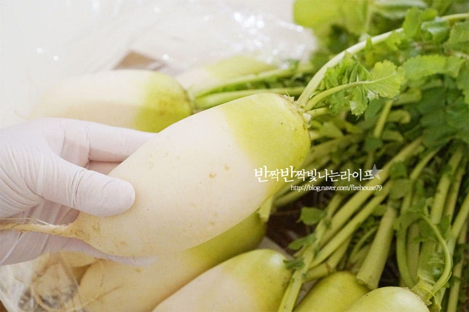 동치미를 담그는 무는 너무 크지 않은 크기로 한 손에 잡히는 정도가 좋아요. 크기가 크면 숙성하는데 시간이 많이 걸립니다. 껍질째 만들어줄 것이기 때문에 겉을 부드러운 수세미로 상처가 생기지 않게 흙을 꼼꼼하게 세척하고 잎과 연결되는 부분을 칼로 긁어내고 무청은 질긴 부분을 잘라내고 연한 속잎 두세 개 남겨둡니다. 상황에 따라 무청을 잘라내도 되지만 같이 넣어주면 맛이 더 좋아요. 깨끗하게 씻어 물기를 빼줍니다. 천일염 3 큰 술을 통에 넓게 뿌린 뒤 무를 돌돌 굴려가며 소금을 묻혀줍니다. 동치미를 담글 때는 간수를 뺀 천일염으로 만들어야 쓴맛 없이 깔끔하게 맛이 들어요. 겉면에 소금을 골고루 발라준 뒤 켜켜이 쌓아 절여줍니다. 기온이나 무 사이즈에 따라 15시간에서 하루 정도 절여줍니다.