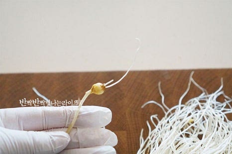 먼저 알뿌리에 붙은 흙을 떼어내어줍니다. 흙내가 나지 않게 손질해 주면 재료 본연의 진한 향긋함을 맛볼 수 있어요. 기본 손질이 되어있는 것이지만 알뿌리 부분에 동그란 부분의 겉껍질의 상태에 따라 벗겨서 제거해 줍니다. 누런 잎이나 상태가 좋지 않은 것을 골라내어 다듬어 손질해 줍니다. 잠길 정도로 물을 붓고 살살 흔들어가며 뿌리에 남은 흙을 씻어내어주고 흐르는 물에 한 번 더 헹구어줍니다. 체에 밭쳐 물기를 털어줍니다.