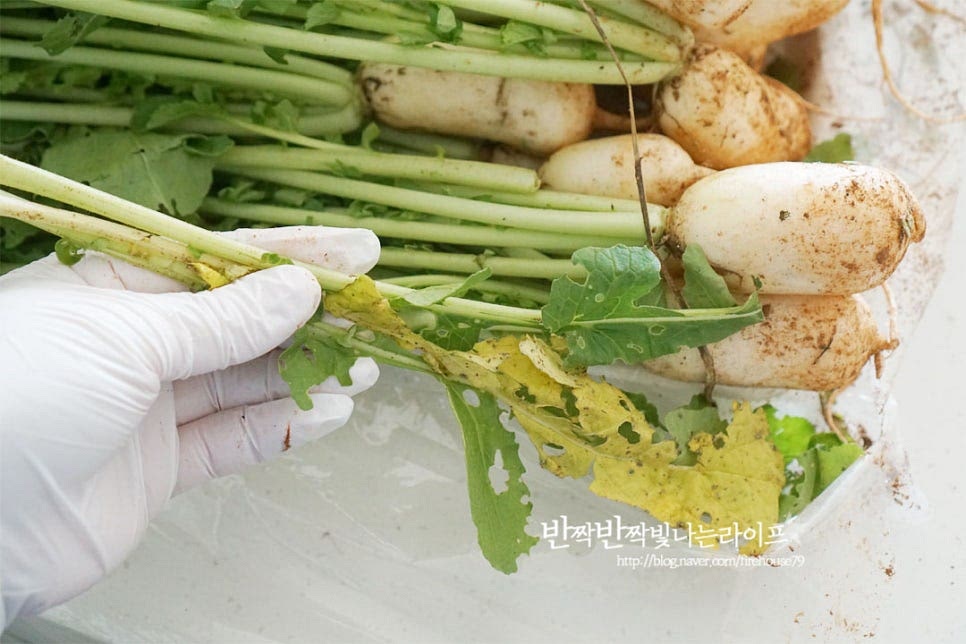 알타리무가 너무 굵지 않은 것으로 2kg 준비한 뒤 재료를 손질해 줍니다. 알타리무 2kg 정도에 맞는 김치 양념으로 양에 따라 조절해주면 됩니다. 먼저 누렇게 뜬 잎이나 상태가 좋지 않은 질긴 무청은 제거해 줍니다. 뿌리 부분과 무와 무청 사이가 연결되는 부분의 흙을 칼로 긁어내어 다듬어줍니다. 가을에 나오는 총각무는 껍질 부분도 연하고 부드러워 바로 담으면 무르지않고 아삭아삭한 식감이 좋습니다. 흐르는 물에 담가 다듬어가며 부드러운 수세미로 세척하거나 상태에 따라 잔뿌리 부분은 칼로 긁어내어줍니다. 크기가 너무 긁은 것은 2~4등분 정도로 잘라줍니다. 오늘 담근 무는 작고 연한게 대부분이라 2등분 정도로 잘라주었습니다.