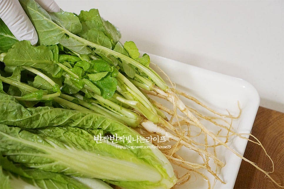 열무 뿌리는 칼로 긁어 다듬고 잔뿌리 부분을 잘라내어 손질합니다. 절인 뒤 세척할 것이라 흙이 많은 부분만 정돈하여 손질했어요. 시든 잎은 잘라내어주고 길이에 따라 2~3등분으로 썰어줍니다. 겨울에 심고 봄에 수확하는 얼갈이는 식감이 좋아서 같이 넣으면 맛이 좋습니다. 밑동과 잎 끝부분의 지저분한 것은 잘라내고 크기에 따라 2~3등분 해 줍니다.