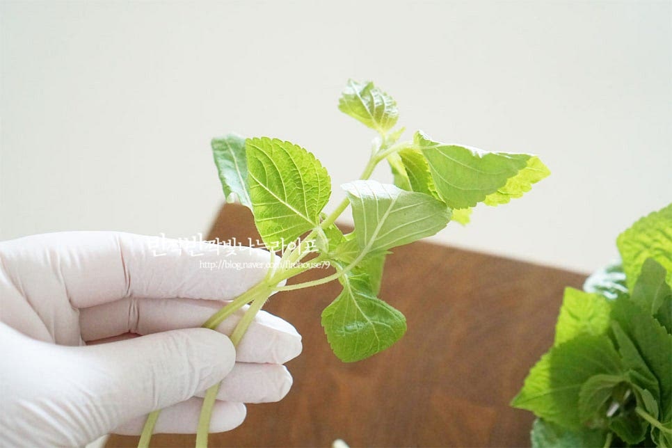 우리가 흔히 먹는 깻잎보다는 작고 연한 잎으로 맛있게 요리해서 먹으면 부드럽고 향긋한 게 맛이 좋아요. 잎의 크기가 작아서 자르거나 할 필요 없이 나물반찬을 만들면 되는데 질긴 줄기 부분은 잘라내어줍니다. 데쳐서 요리하기 전에 식초물에 담가 헹구어줍니다. 부피만 보면 양이 많아 보이지만 익혀서 숨이 죽으면 양이 줄어듭니다.