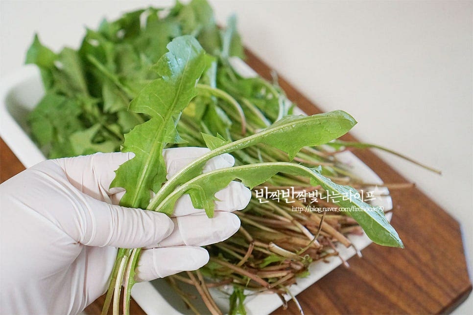 나물 반찬으로 만들어 먹는 민들레잎은 꽃이 피지않은 어린 것이에요. 쓴맛을 제거하기 위해 데쳐서 먹기도 하는데 오늘은 연한 식감을 살려 겉절이처럼 무침을 만들었어요. 줄기 끝부분은 먹기좋게 잘라줍니다. 줄기가 많이 억세고 질기다면 조금 넉넉히 잘라주셔도 좋아요. 땅에서 자라나 흙먼지가 많이 묻어나기 때문에 서너번 살살 흔들어가며 씻어줍니다. 식초 1큰술 희석한 뒤 2~3분 정도 담갔다 다시 두세번 씻어 헹구어 줍니다. 햇양파가 달큰하고 맛이 좋아 얇게 채를 썰어 같이 곁들여 주었습니다. 매콤하게 드시고 싶다면 고추를 추가해주셔도 좋아요. 민들레는 물기를 탈탈 털어주고 양파과 함께 버무려 둡니다.