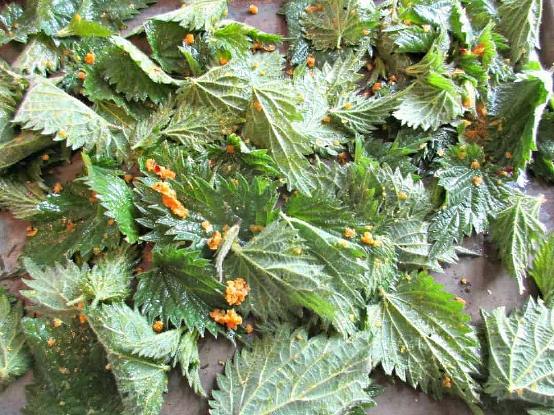 Place the leaves on a baking sheet