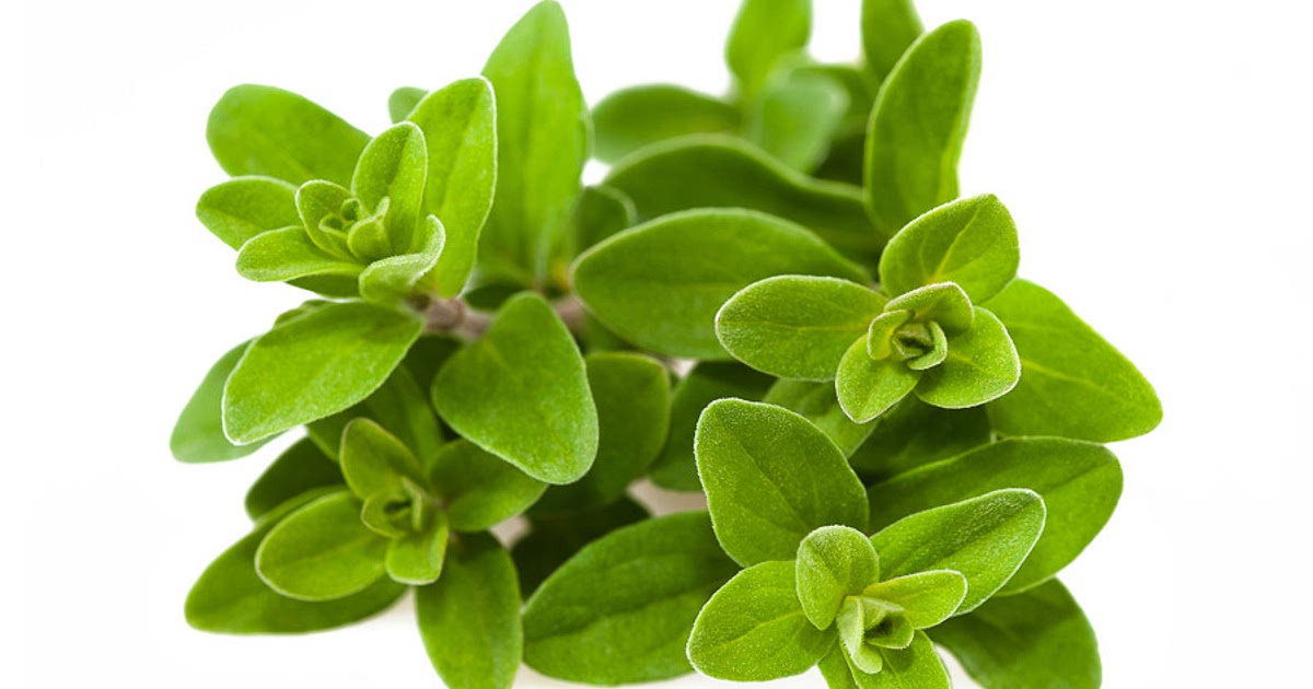 201 Easy Fresh Marjoram Recipes 201-easy-fresh-marjoram-recipes