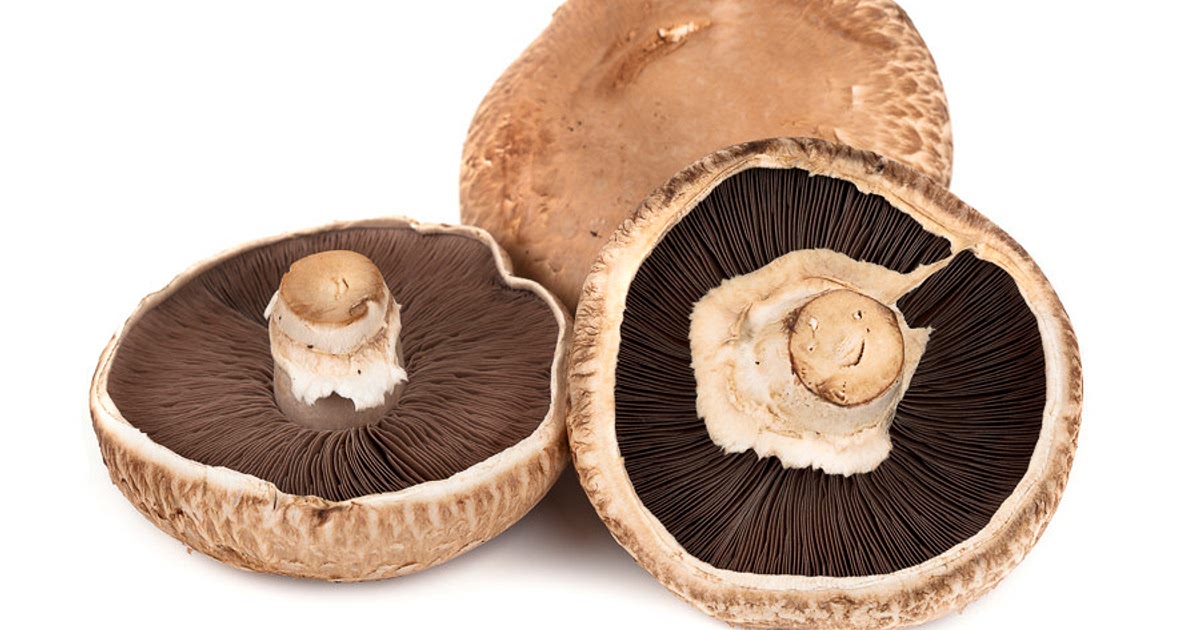 455-easy-portobello-mushroom-recipes