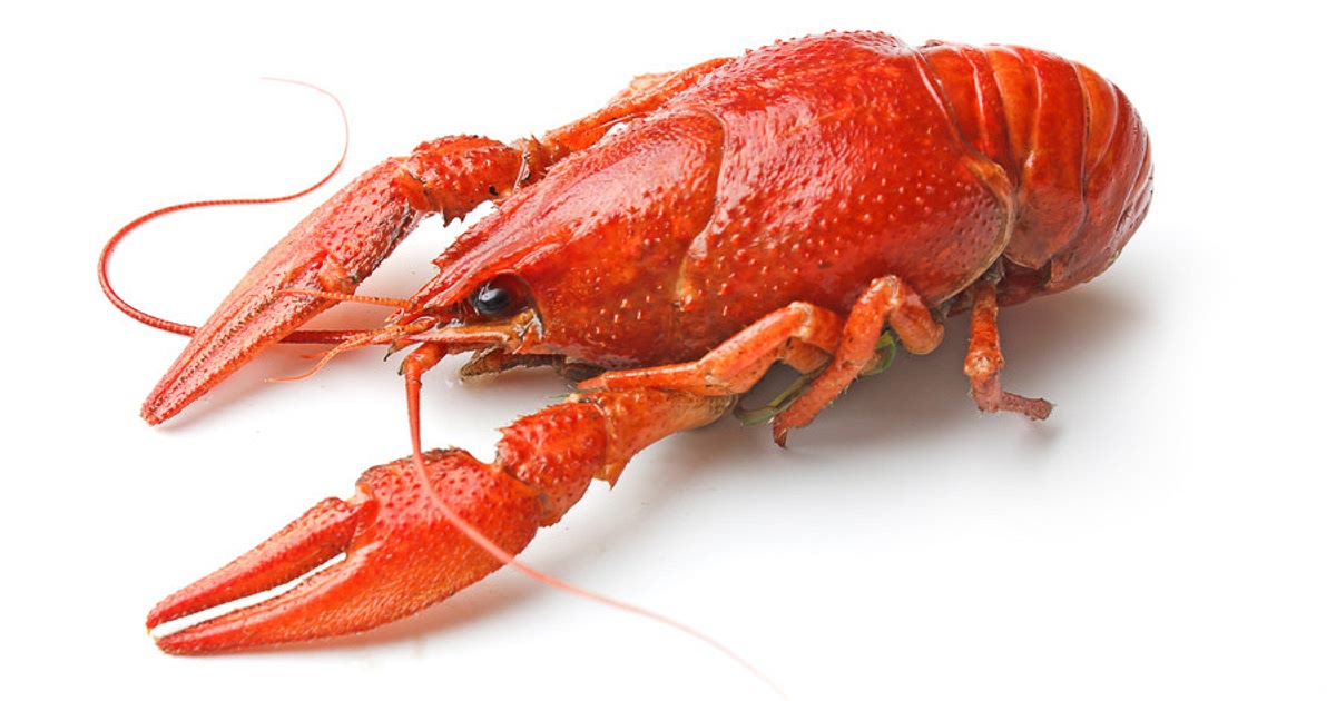 94 Easy Crayfish Recipes 94 Easy Crayfish Recipes