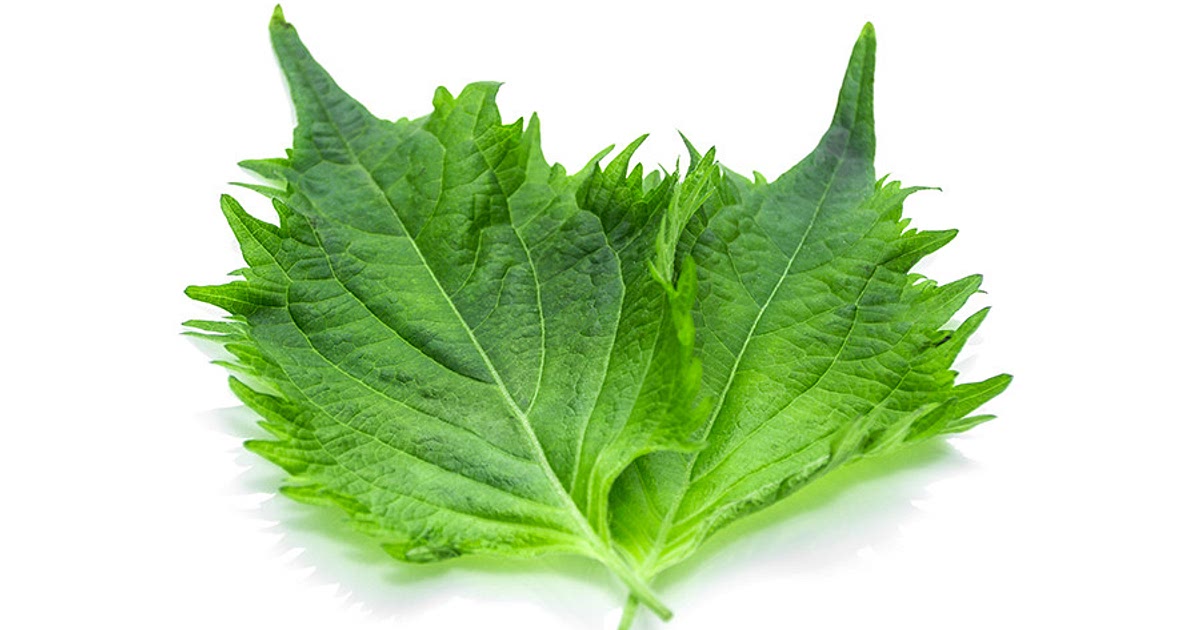 59 Easy Perilla Recipes 59 Easy Perilla Recipes