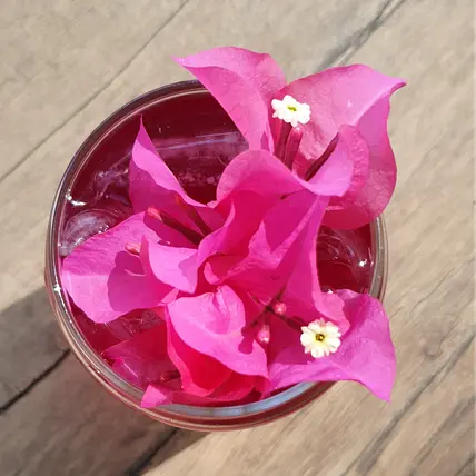 Bebidas a base de infusiones